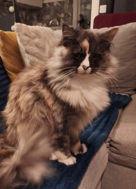 chatte reunited   89000 Auxerre Kira