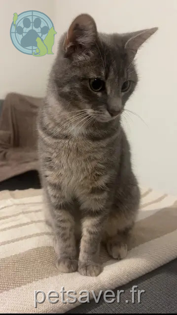 cat reunited 89000 Saint-Georges-sur-Baulche Kyubi