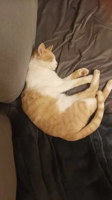 chatte reunited   89130 Toucy Michka