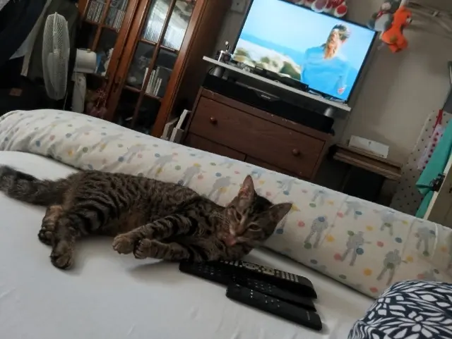 chatte reunited   89400 Migennes Mimine