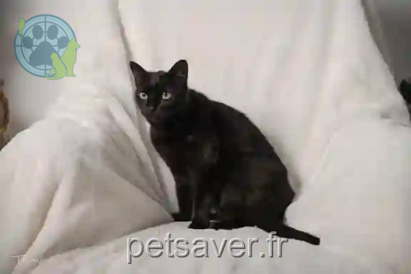 Chatte Trouvée 89 Yonne - Miss Chatte Trouvée 89 Yonne - Miss