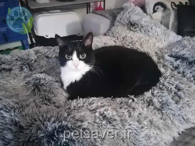 chatte reunited   89270 Vermenton Pin up
