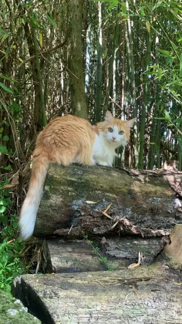 chatte reunited   89000 Saint-Georges-sur-Baulche Rouky