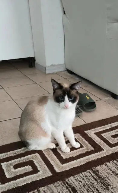 chatte reunited   89000 Auxerre Sansa