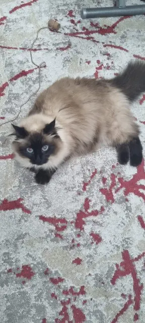 chatte reunited   89320 Coulours Sylki