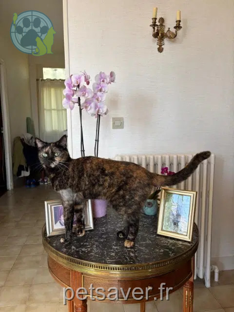 chatte reunited   89500 Rousson Vanille