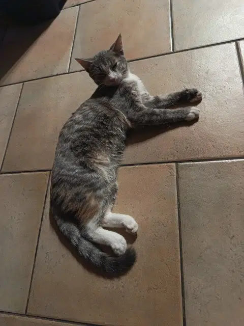 chatte reunited   90200 Giromagny Appache