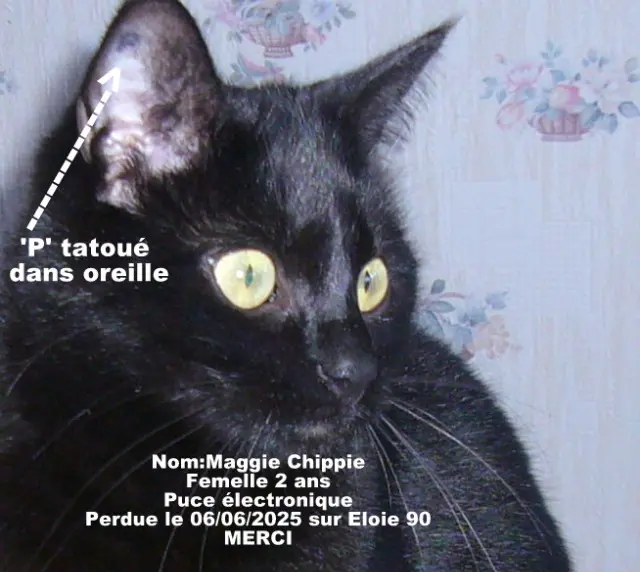 chatte reunited   90300 Éloie Chippie