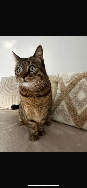 chatte reunited   90000 Belfort Lili