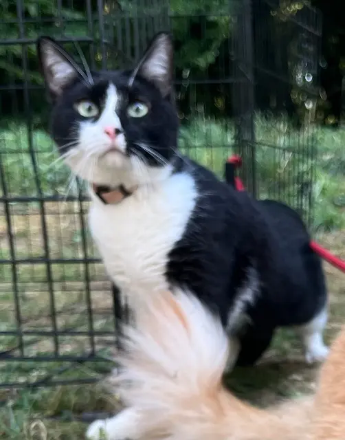 chatte reunited   90000 Belfort Luna