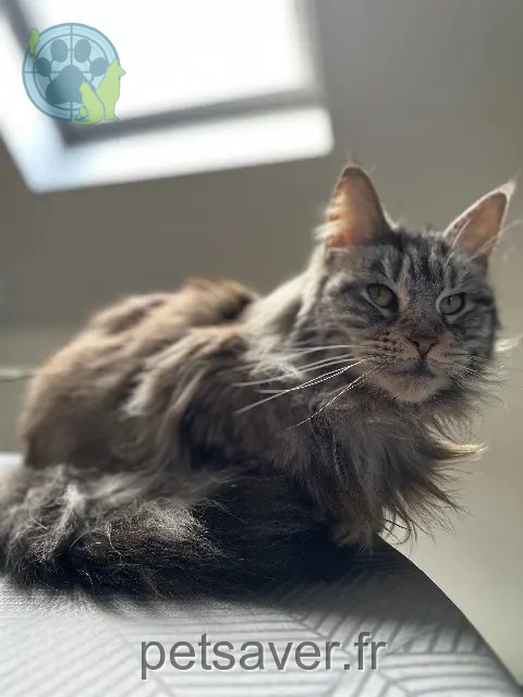 chatte reunited 90150 Fontaine Sakura