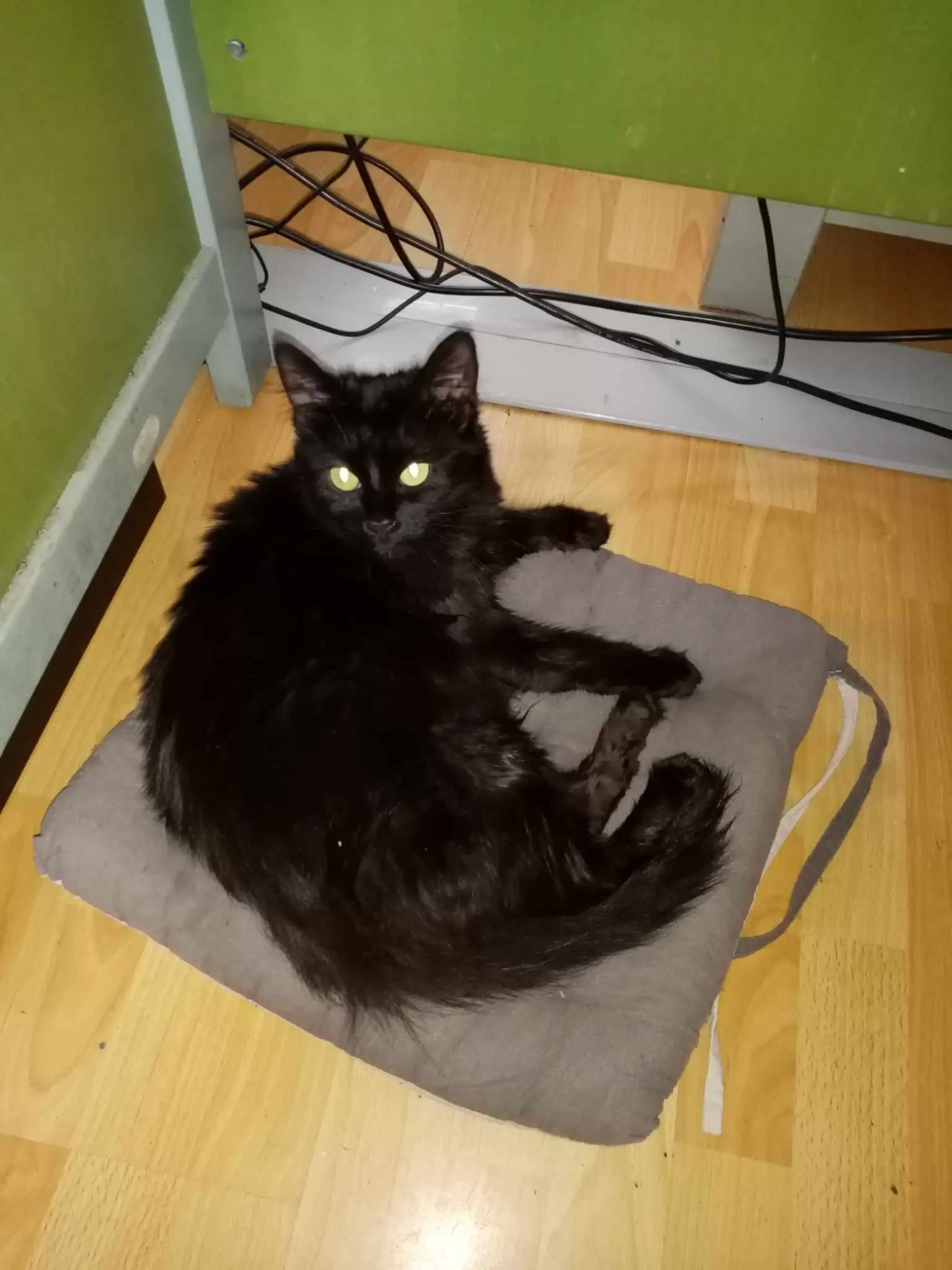 Chatte Perdue 90 Territoire-de-Belfort - Shadow Chatte Perdue 90 Territoire-de-Belfort - Shadow