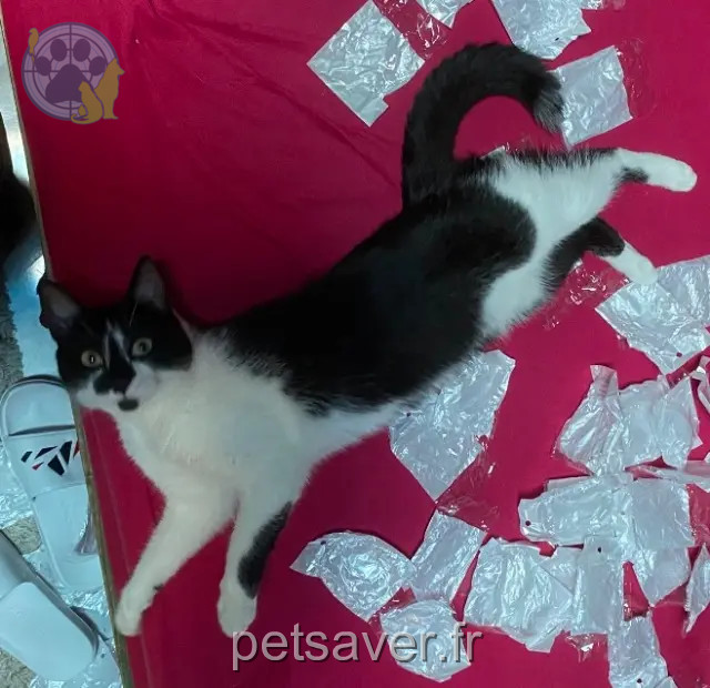 chatte reunited 90000 Belfort Shiva