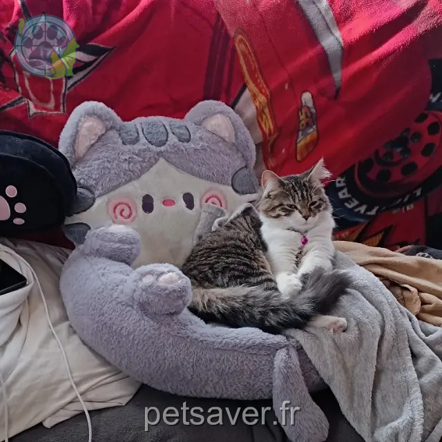 Katze reunited 90000 Belfort Yumi