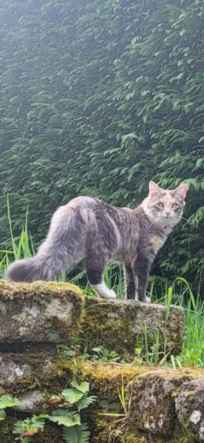 chatte reunited   91600 Savigny-sur-Orge Aoka