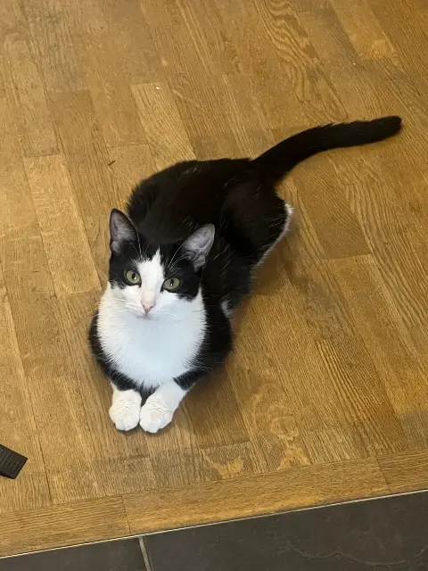 chatte reunited   91720 Maisse Artémis