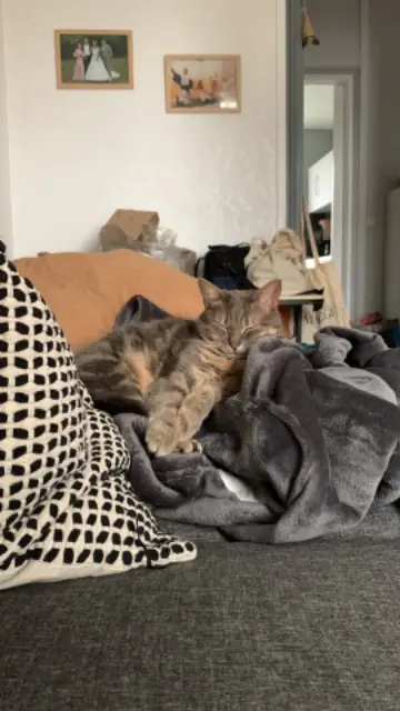 chatte reunited   91100 Corbeil-Essonnes Arya