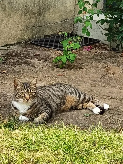 chatte reunited   91410 Corbreuse Bagherra