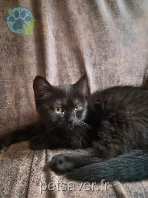 chatte reunited 91700 Sainte-Geneviève-des-Bois Bichette