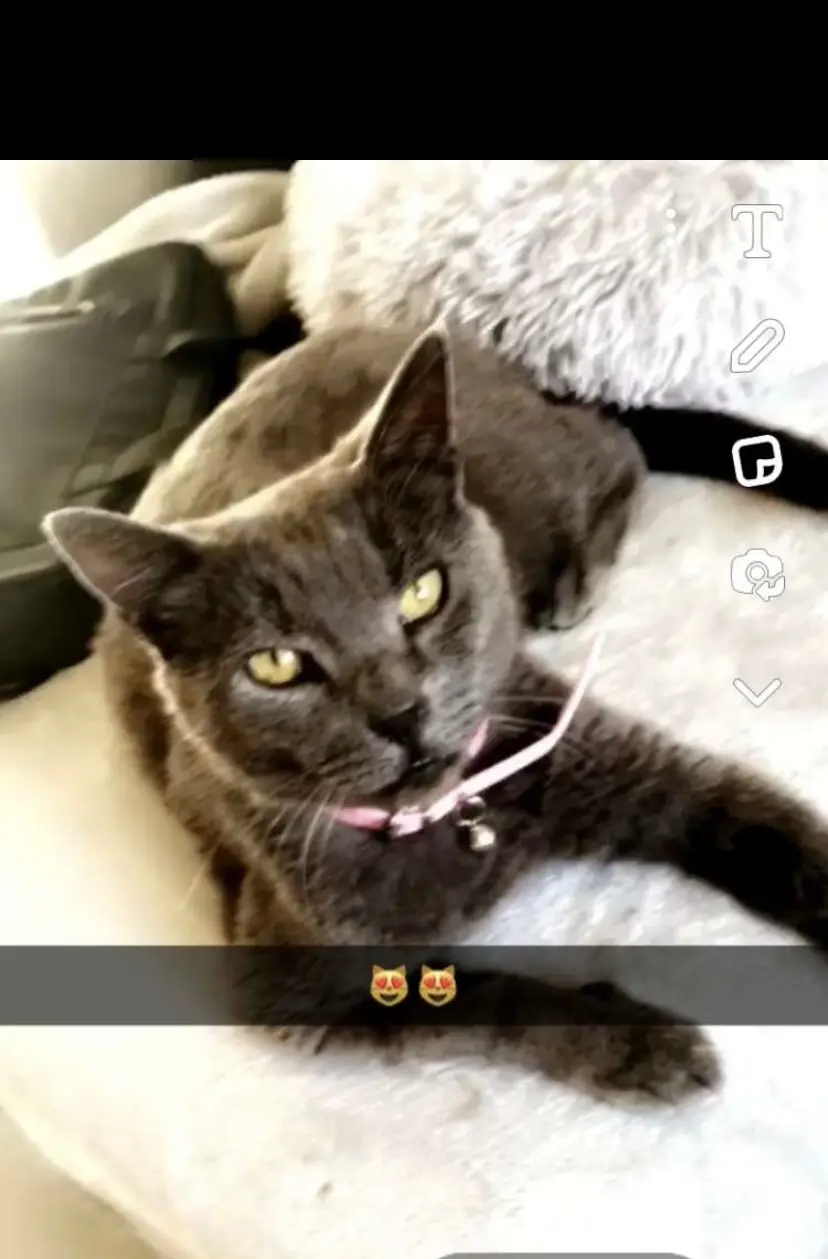 Chatte Perdue 91 Essonne - Bloom Chatte Perdue 91 Essonne - Bloom