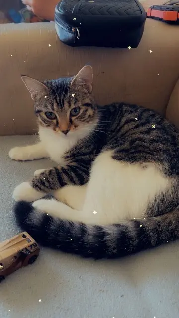 chatte reunited   91410 Dourdan Caline