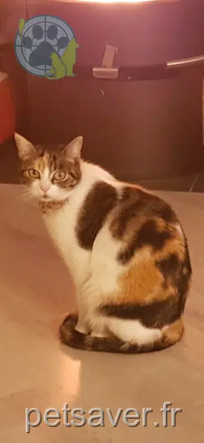 chatte reunited 91800 Brunoy Caramel