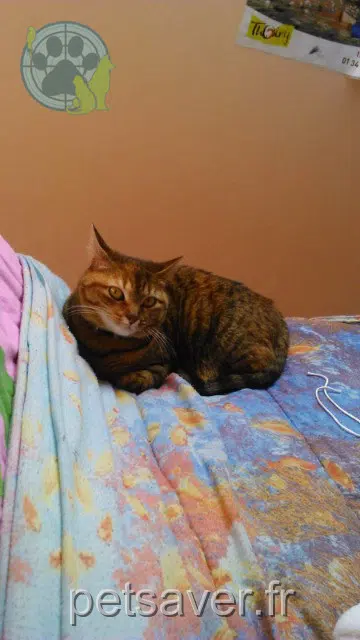 chatte reunited   91460 Marcoussis Chipie