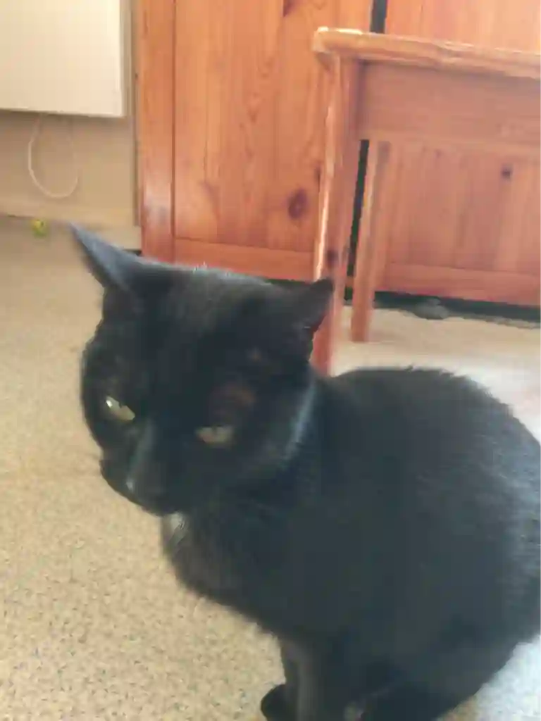 Chatte Trouvée 91 Essonne - Choupette Chatte Trouvée 91 Essonne - Choupette