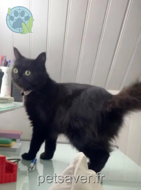 chatte reunited   91330 Yerres Cléo