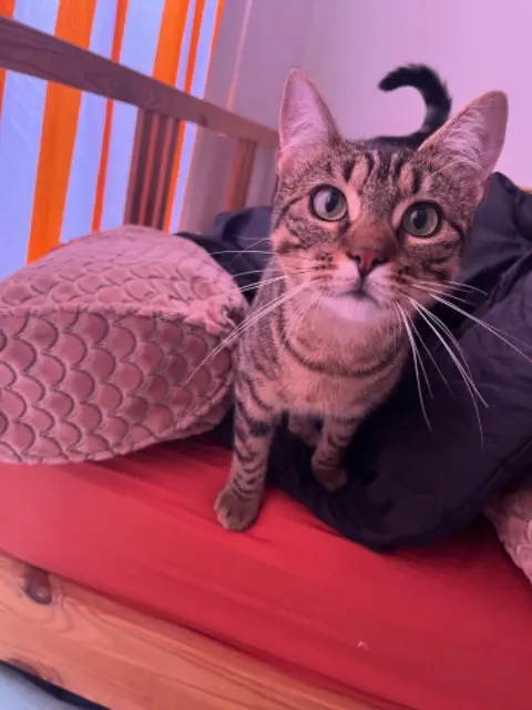 chatte reunited   91940 Les Ulis Crevette