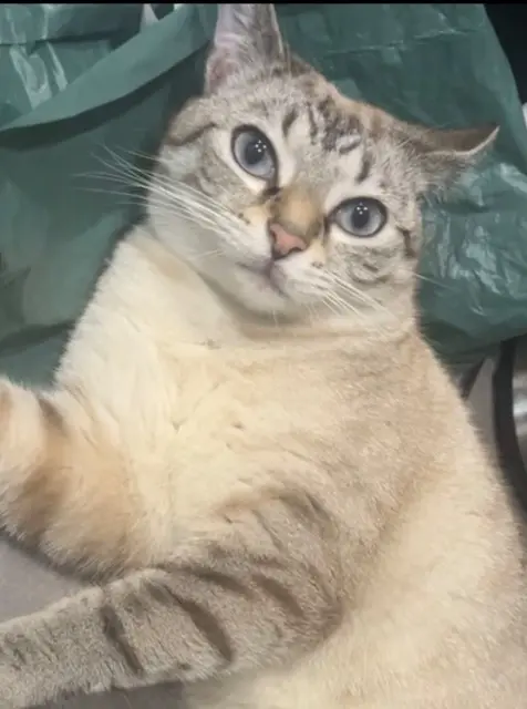 chatte retrouvée 91200 Athis-Mons Elsa chatte reunited 91200 Athis-Mons Elsa