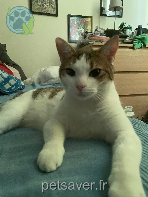 Chatte Perdue 91 Essonne - Erine Chatte Perdue 91 Essonne - Erine