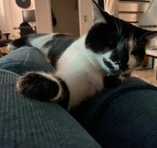 chatte reunited   91280 Saint-Pierre-du-Perray Fidji
