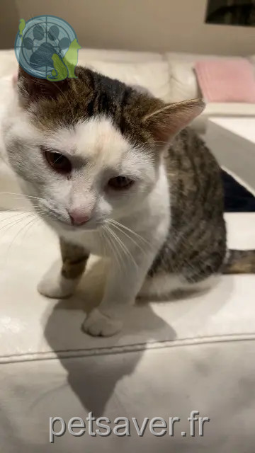 gatta reunited 91230 Montgeron Honey