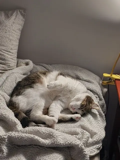 chatte reunited   91130 Ris-Orangis Iris
