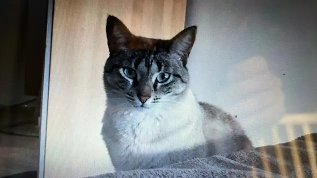 chatte reunited   91800 Brunoy Isis