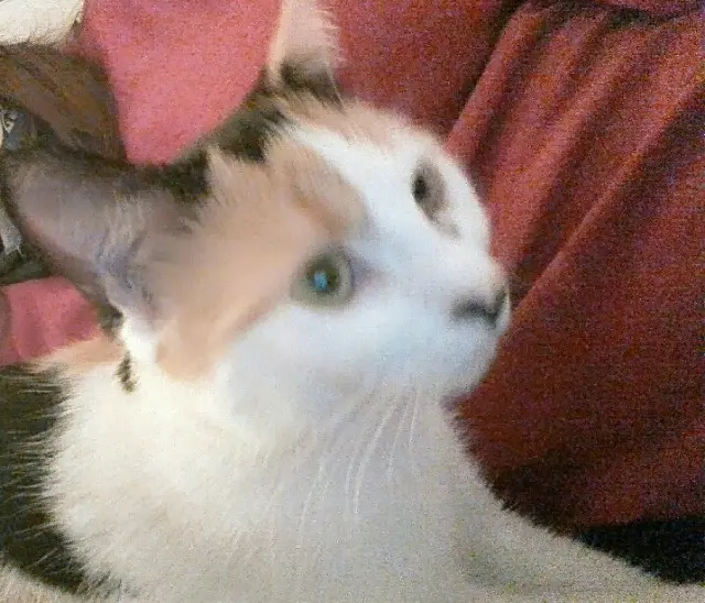 chatte reunited   91200 Athis-Mons Joleen