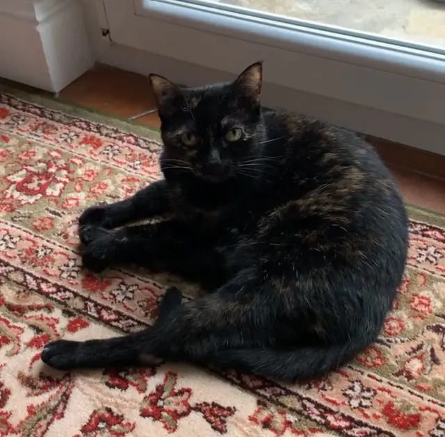 chatte reunited   91120 Palaiseau Kali