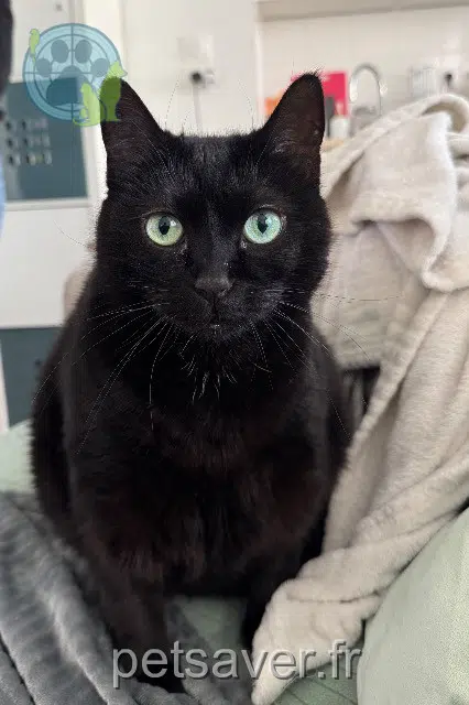 chatte reunited   91130 Ris-Orangis Kira