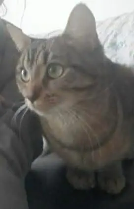 chatte reunited   91220 Brétigny-sur-Orge Laïa