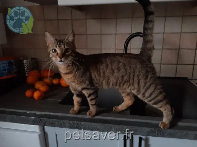 chatte reunited   91660 Le Mérévillois Cara