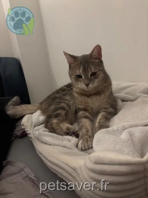 chatte reunited 91460 Marcoussis Leia