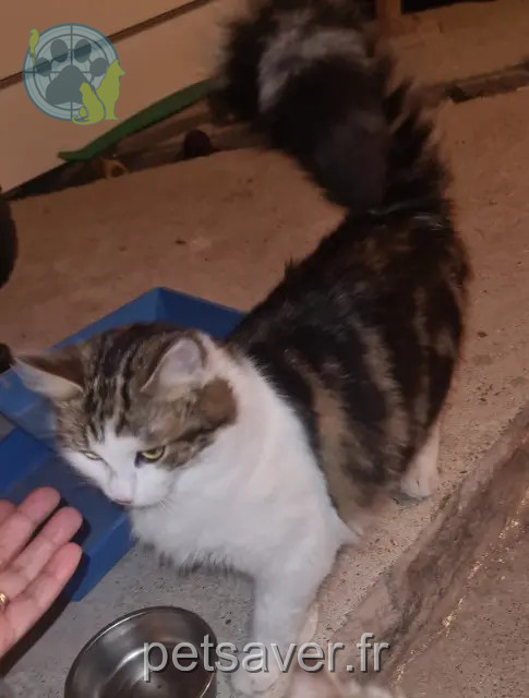 chatte reunited   91600 Savigny-sur-Orge Lila