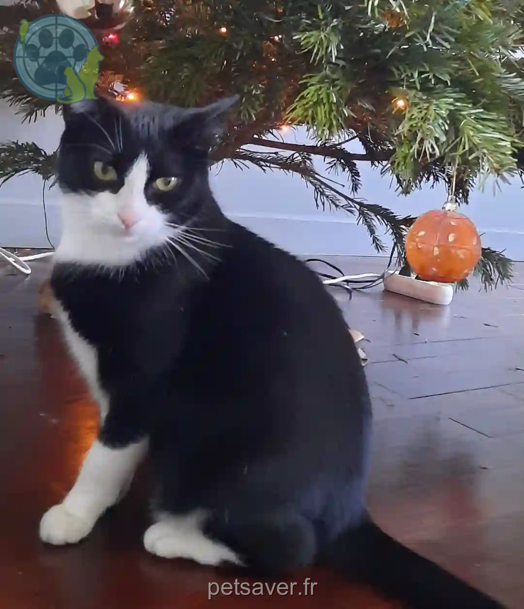 Chatte Trouvée 91 Essonne - Lily Chatte Trouvée 91 Essonne - Lily