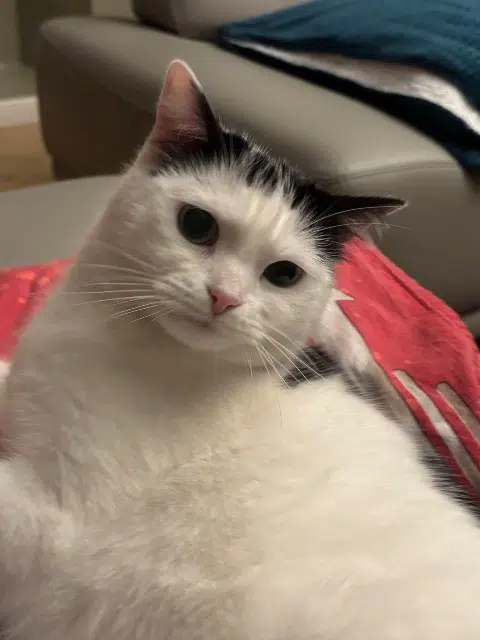 chatte reunited   91150 Étampes Lily