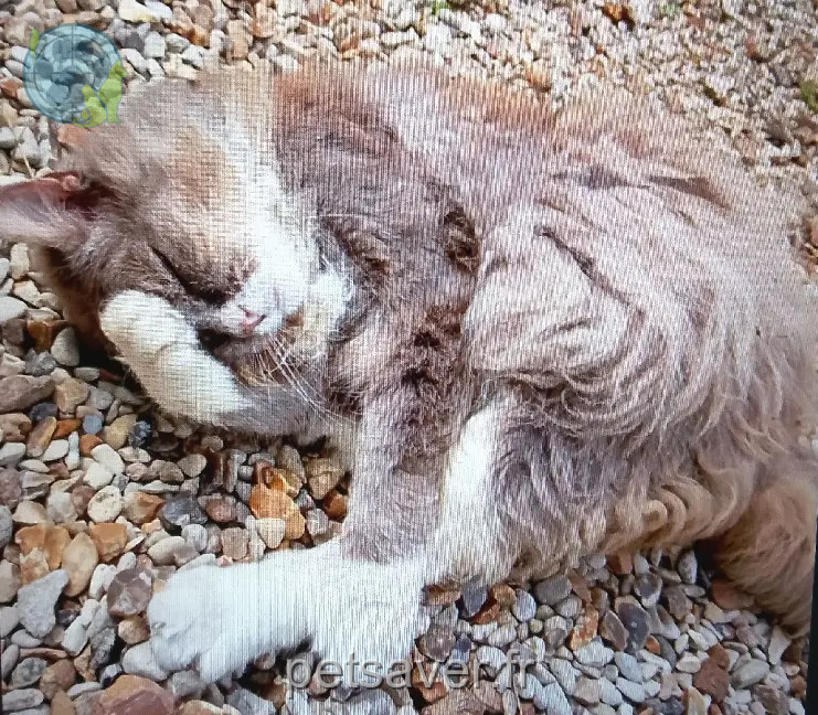 chatte retrouvée Place du Patrouillot 91530 Le Val-Saint-Germain Loullig chatte reunited Place du Patrouillot 91530 Le Val-Saint-Germain Loullig
