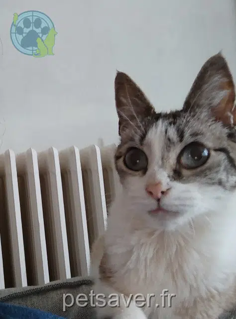 chatte reunited   91260 Juvisy-sur-Orge Luna