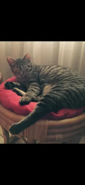 chatte reunited   91580 Souzy-la-Briche Maya