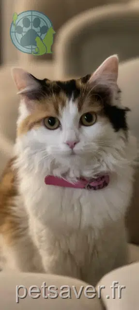 chatte reunited 91350 Grigny Mia