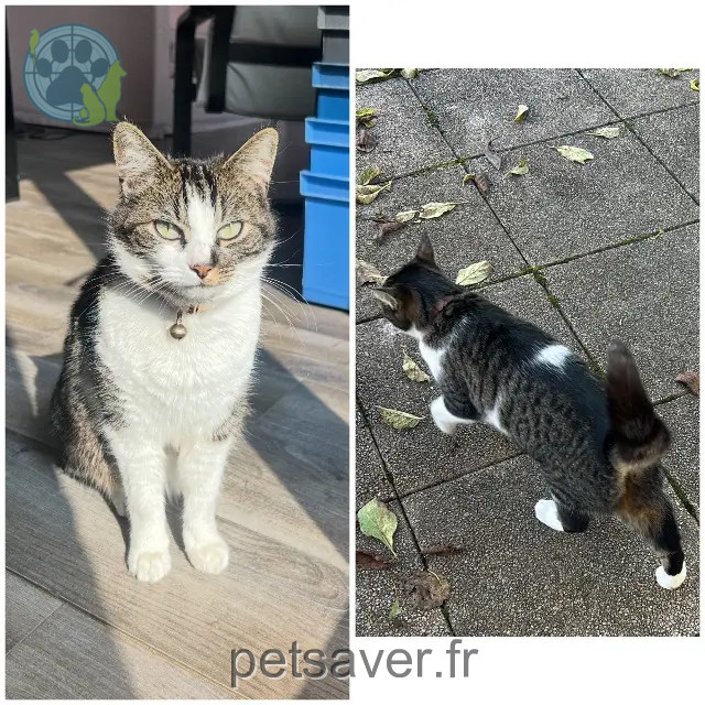chatte reunited   91100 Corbeil-Essonnes Mia